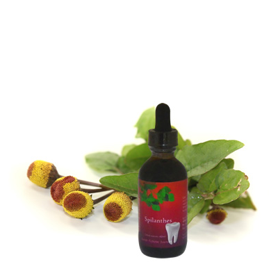 Spilanthes Extract, 2 oz.
